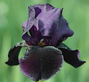 Iris germanica "Black Swan" (i.9cmT.) Iris