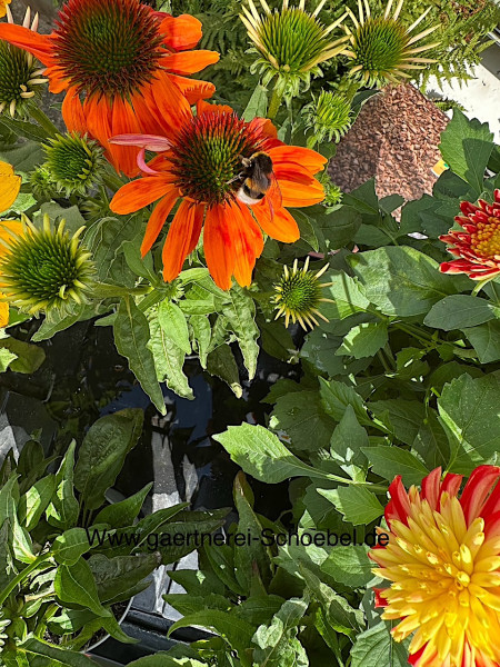 Echinacea purpurea „Tangerine Dream “(i.17 cm T.)kräftigorange,