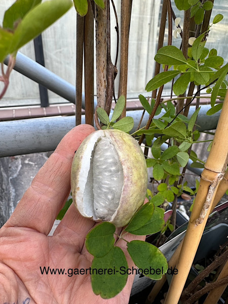 Akebia quinata (i.2lT.) Blaugurkenwein