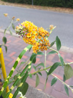 Buddleia x weyerianav „Sungold orange“ (i.ca 17cmT.), Schmetterlingsstrauch, orange Buddleia x weyerianav „Sungold orange“ (i.ca 17cmT.), Schmetterlingsstrauch, orange