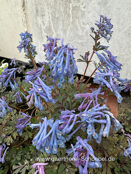 Corydalis flexuosa „Purple Leaf“ (i.9cmT.), Lerchensporn- Neuheit