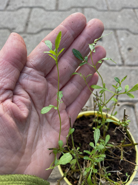 Tagetes lemonnii compacta (i.11cmT.)Zitronen Tagetes