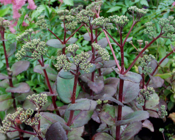 Sedum spectabile ´ Matrona` (i.14cmTopf), Sedum Fetthenne