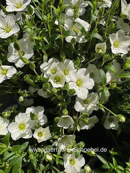 Arenaria montana (i.12 cmT.) Berg-Sandkraut