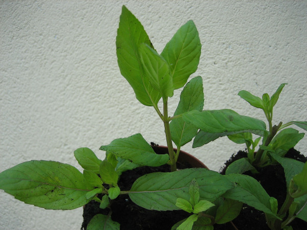 Mentha spec. ´ Spearmint`(i.12cm T.) Spearmint