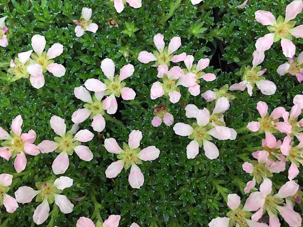 Saxifraga kabschia „5 Petal Pink“ (i.10cmT.)