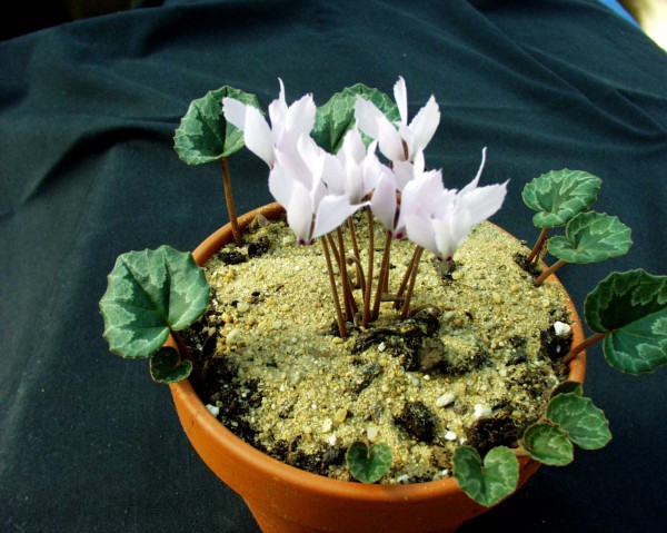 Cyclamen mirabile ´Rosa`(i.9cmT.)