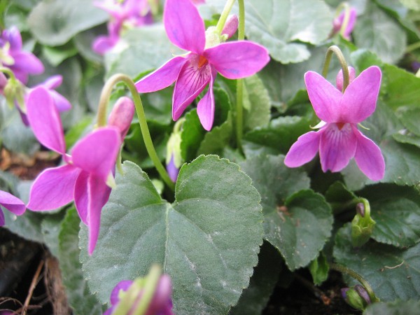 Viola odorata "kräftig Pink" (10,5cm Topf) Duftveilchen,kräftig pink