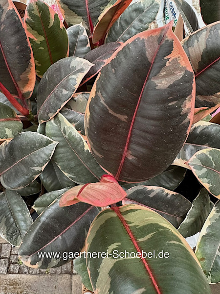 Ficus elastica „Belize“ varieg.(i.11cmT.), rotbunter Gummibaum