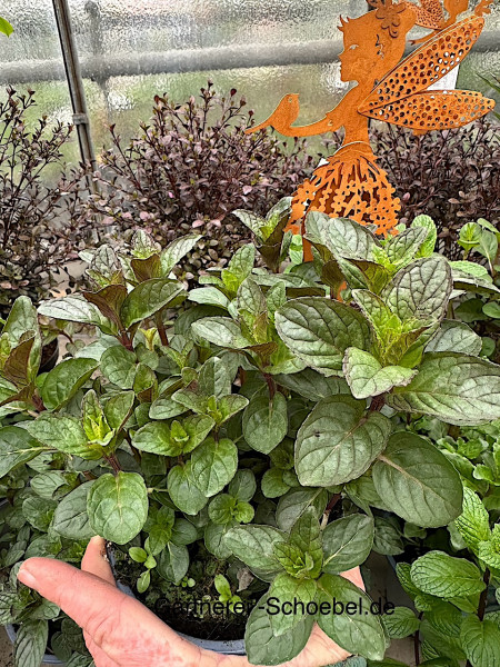 Mentha piperi., Englische (i.12 cm T.)