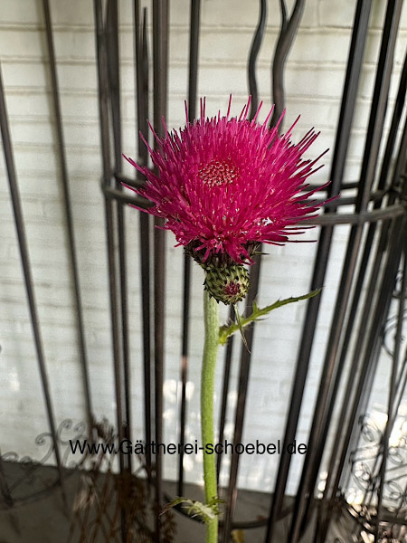 Cirsium rivulare „Atropurpureum“ (i.11cmT.), Edel-Distel, Bach-Kratzdistel