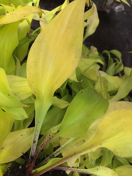 Hosta „Lipstick Blond“ (i.9cmT.), Funkie