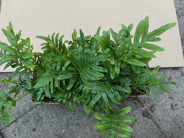 Polypodium cambricum „Whitley Giant“ (i.9cmT.), Südlicher Tüpfelfarn