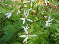 Gillena trifoliata (i.11 cmT.) Dreiblattspiere Gillena trifoliata (i.11 cmT.) Dreiblattspiere