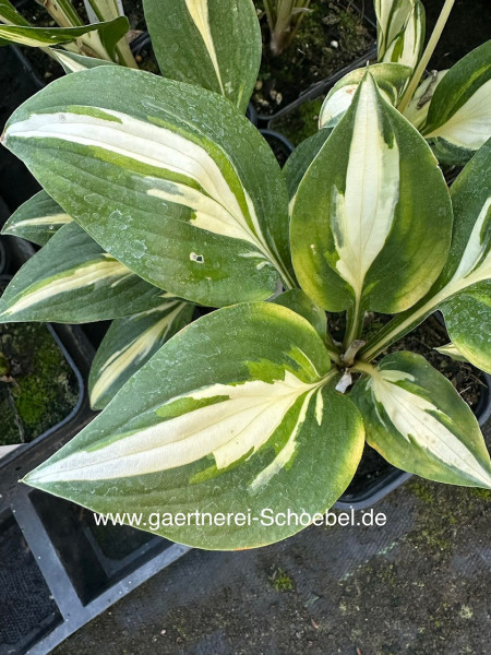 Hosta „American Sweetheart“ ®(i. 9cmT.), Funkie