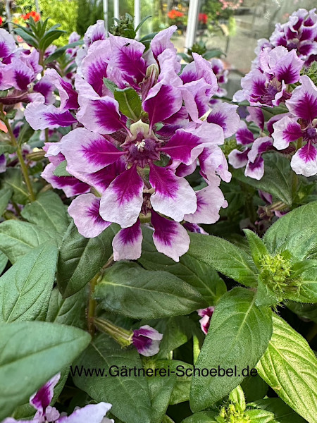 Cuphea llavea „Lavender Splash“ (i.12cmT.), Mickymaus Blume