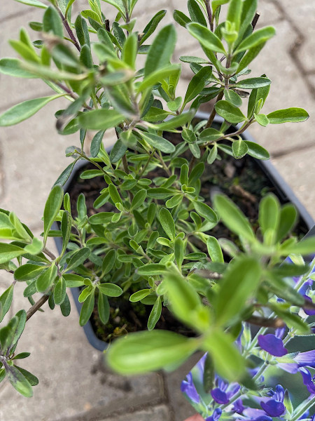 Salvia lycioides (coahuilensis) (i.2lT.), blaulippiger Pfirsichsalbei