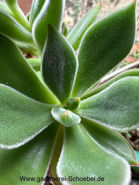 Echeveria pulvinata (i. 5cmT.) Rosetten Sukkulente