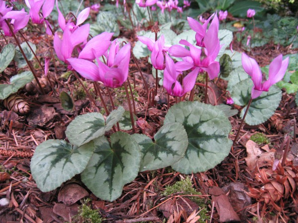 Cyclamen Duft purpurascens ´Silverleaf hellrosa`(i.9cmT.) Variation