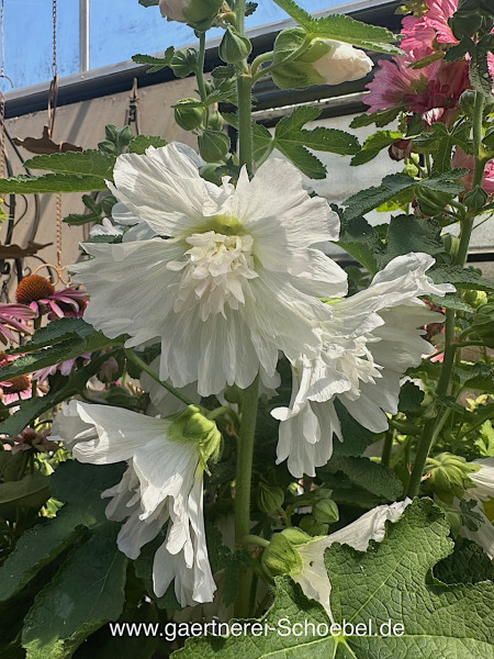 Alcea rosea "Charter`s" White gefüllt (i.19cmT.) Stockrose