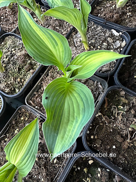 Hosta „Extasy ®“ (i.9cmT.)