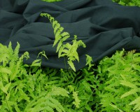 Thelipteris palustris (i.10cm Topf) Sumpffarn Thelipteris palustris (i.10cm Topf) Sumpffarn