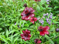 Cosmos atrosanguineus (i. 13 cm Topf) Schokoladenblume Cosmos atrosanguineus (i. 13 cm Topf) Schokoladenblume