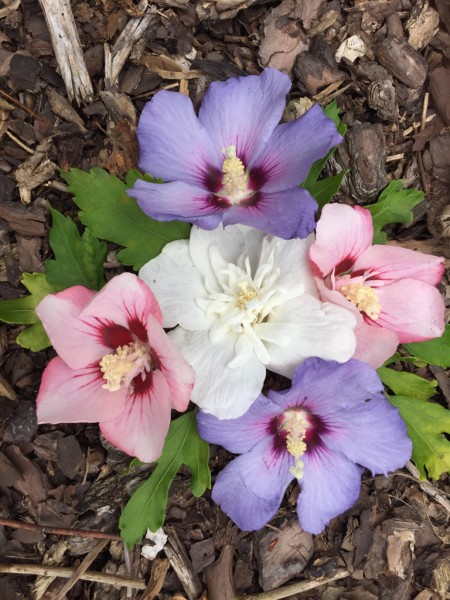 Hibiscus syriaca „Glücks Farbe“ (i.9cmTopf), Straucheibisch, Garteneibisch