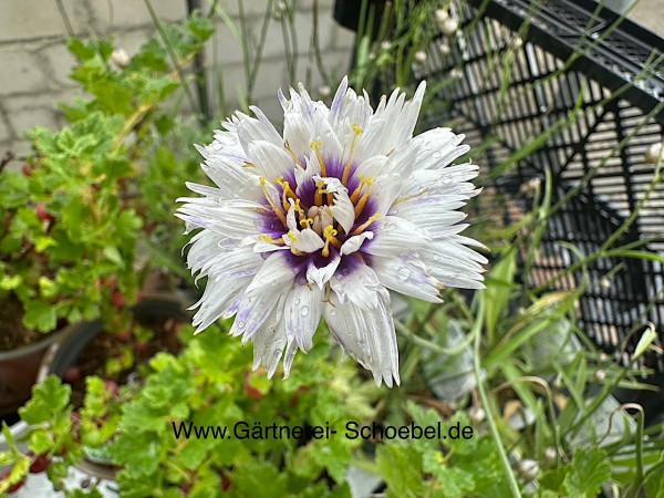 Catananche caerulea "Alba" (i.12cm T.) Rasselblume, Wegwarte