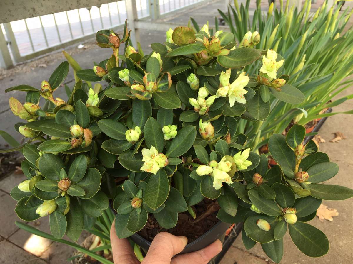 Rhododendron hanceanum Shamrock(i. 16cmT.), Zwergalpenrose | Gehlze |  Duft- und Wandelgrtnerei Schoebel