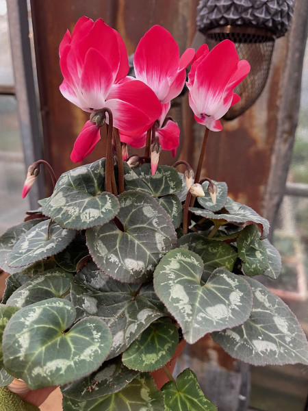 Cyclamen persicum „Advents Zauber Flamme“(ca11cmT.)