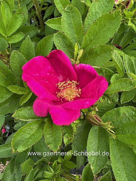 Rosa rugosa „Strandperle® Amrum“(i.4. liter T.)- Hagebutten, Sylter Rose