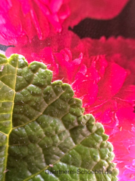 Alcea rosea "Pleniflora" rosa ( i. 12cmT.) Stockrose