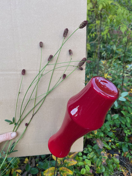 Sanguisorba officinalis (i.15cmT.), Großer Wiesenknopf