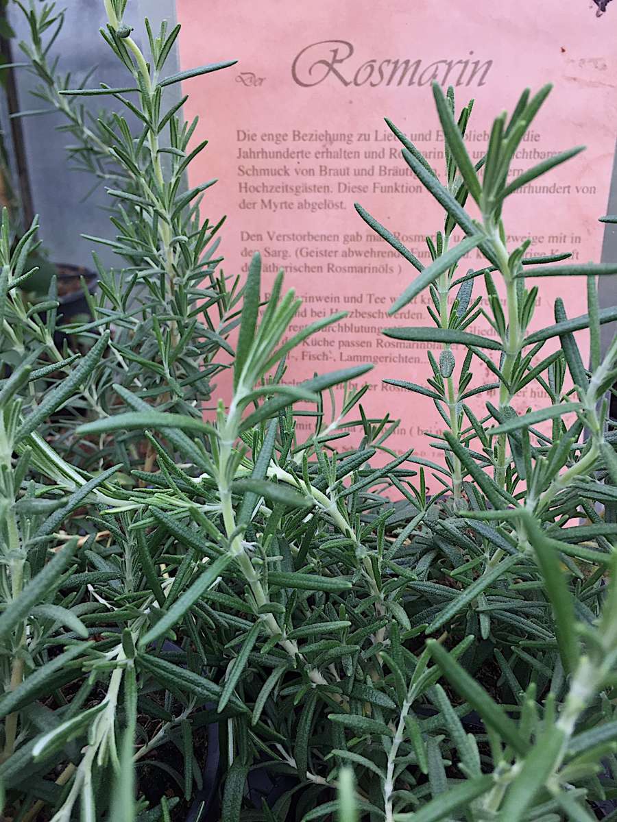 Rosmarin officinalis´Blue Winter `(i.9cmT.) Rosmarin, winterharter