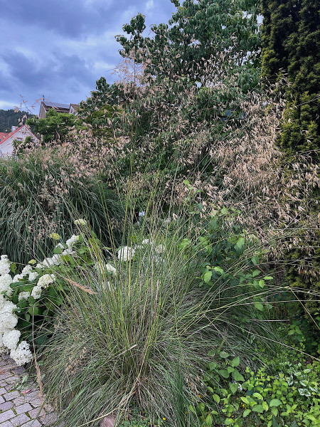 Stipa gigantea (i.9cmT.)