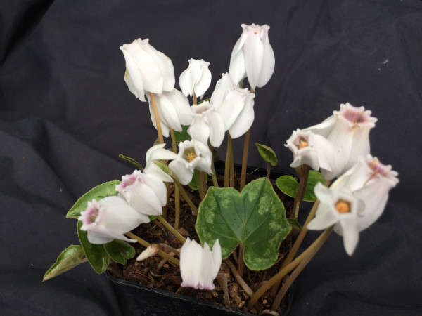 Cyclamen hederifolium „Stargazer“ Album (i.9cmT.)