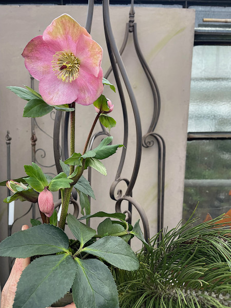Helleborus glandorfensis „Baby pink delight“ (i.13cmT.), Christrose