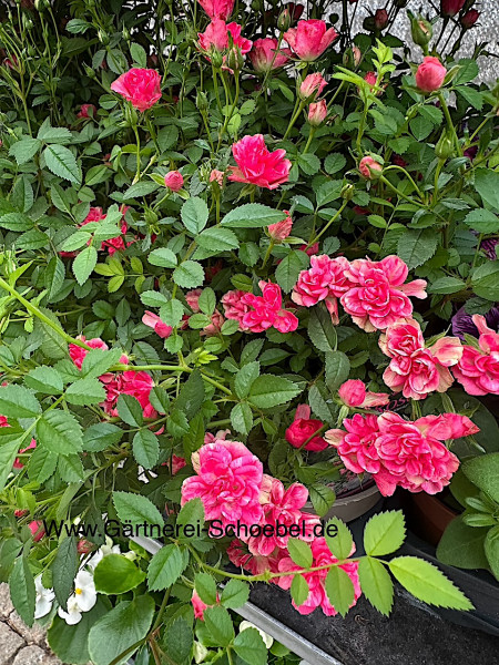 Rose „Lilly Rose TM Wonder6®(i.13cmT.)