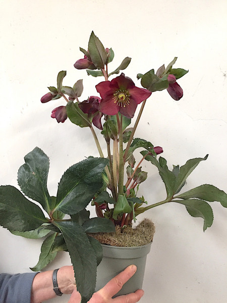 Helleborus , Christrose, rot_ x glandorfensis HGC® Ice N' Roses® Early Red P (i.16cmT.)