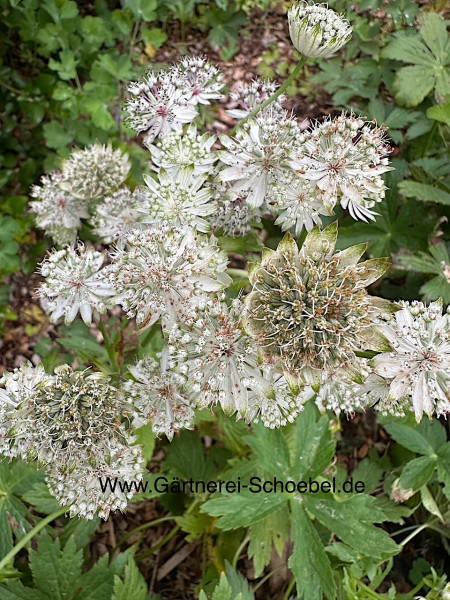 Astrantia major „Star of. Billion“ ® (i.20 cm T.), Sterndolde