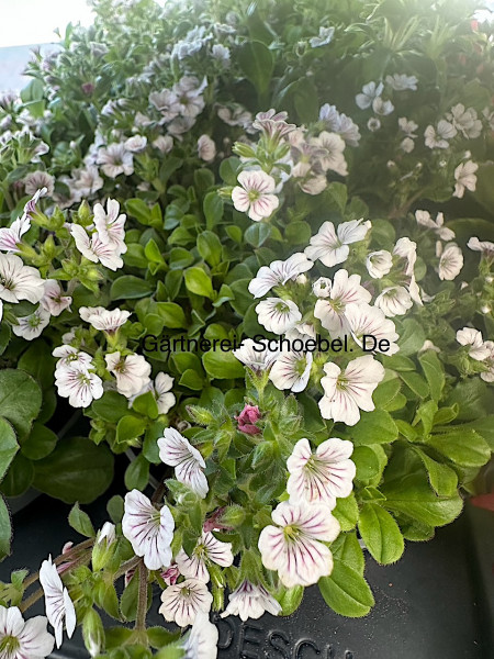 Gypsophila cerastioides (i.12cmT.) Himalaya Schleierkraut