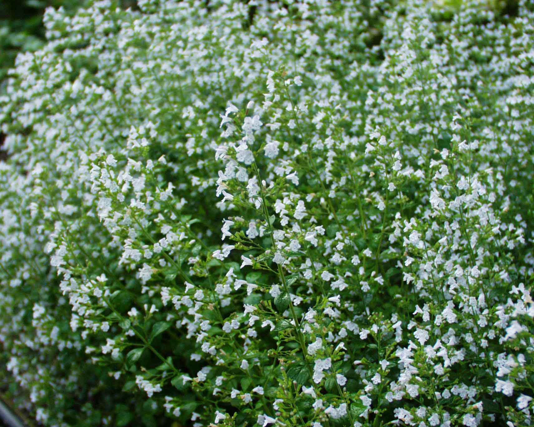 Calamintha nepeta ssp. nepeta „Triumphator“(9 cmT.) Bergminze ...