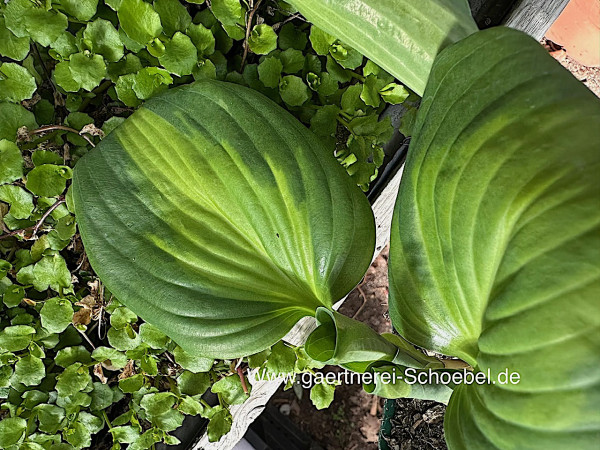 Hosta „Emerald Charger“ (i.11cmT.), Funkie- Duft