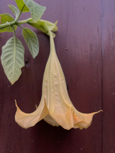 Datura-Brugmansia candida eigelb( i.19cmT.), Engelstrompete