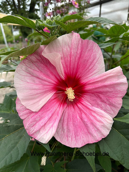 Hibiscus summerific „Spinderella“ (i. ca. 5 l T.), Roseneibisch - grossblütig