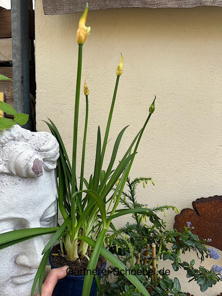 Agapanthus „Amourette Superb White“ (i. 14 cm T.), afrikanische Schmucklilie, Liebesblume