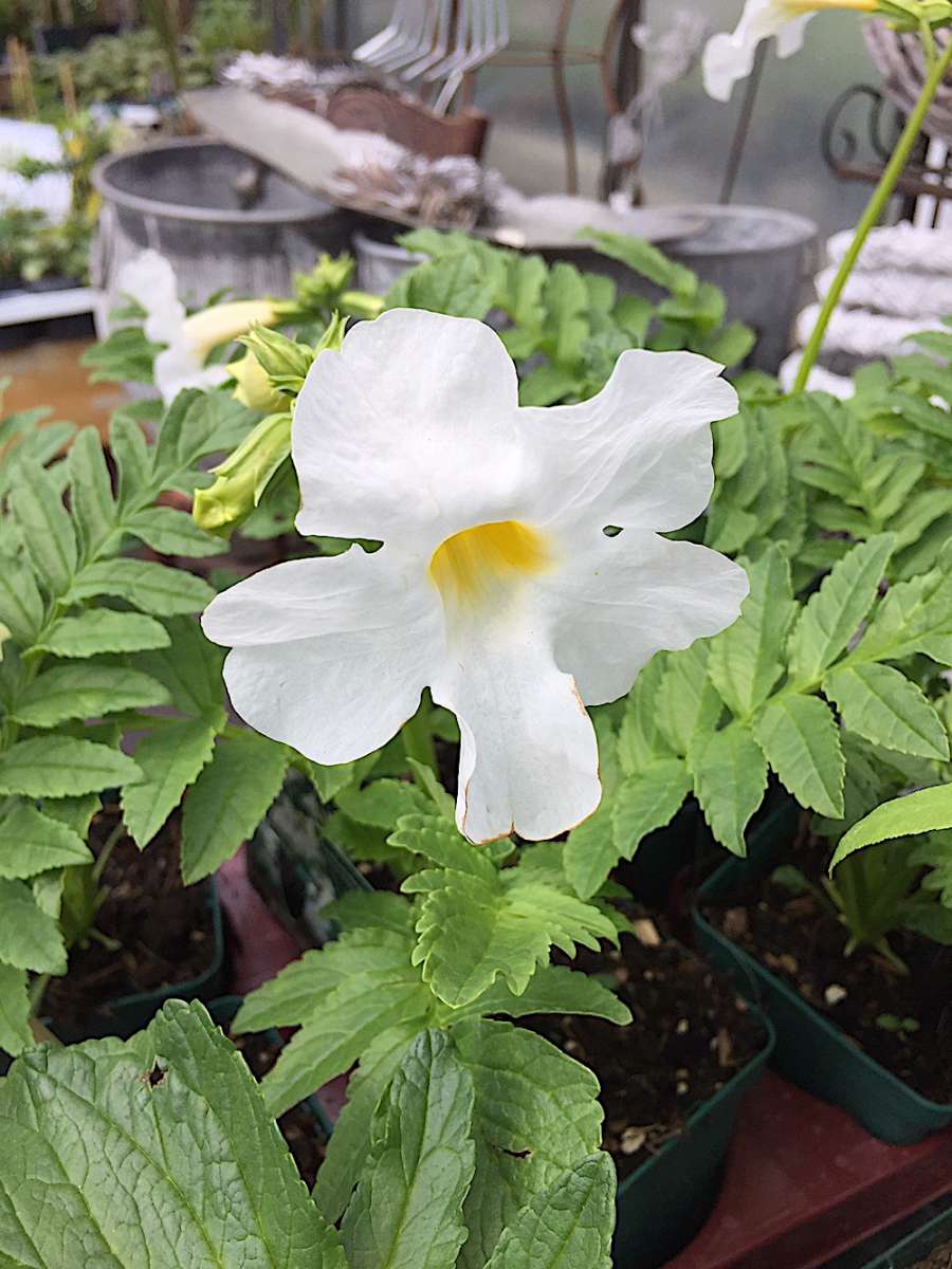 Incarvillea delavayi „Alba“ (i.11cmT.), Freilandgloxinie, „blühender