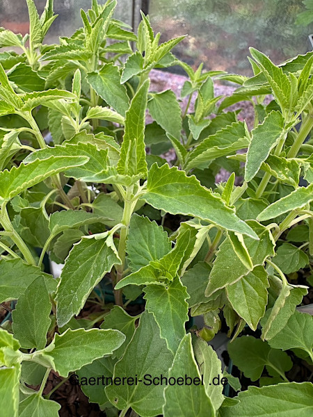 Agastache mexicana "Red. Fortune"(i.12cm Topf) Aniskraut, Limonadenpflanze