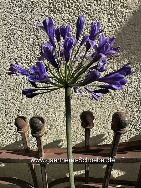 Agapanthus africanus „Black Buddhist“(i.11cmT.)dunkellblau